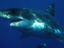 It's the 30th Anniversary of Discovery Channel's Shark Week. Will you tune in to any of the shark-centric specials?